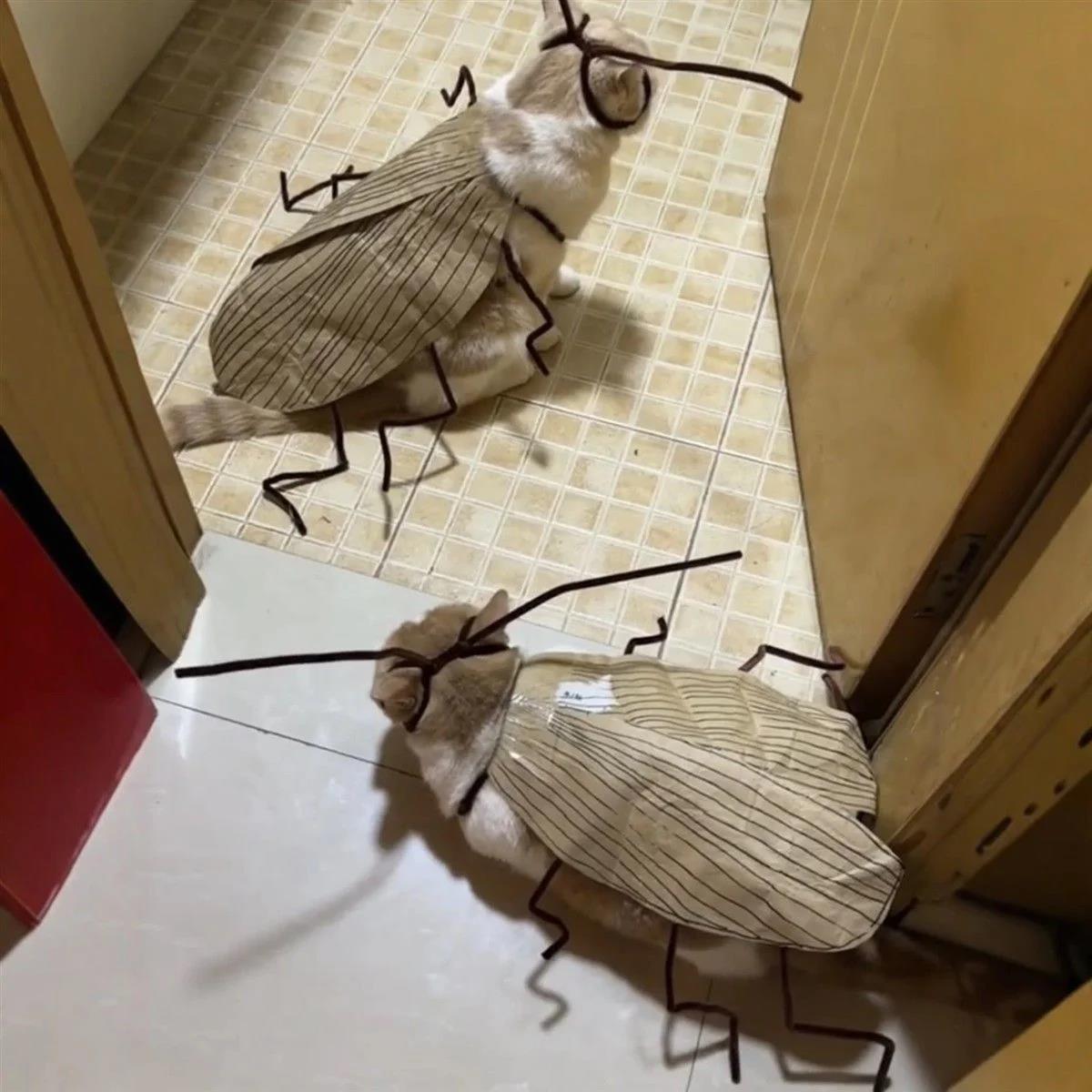 고양이 바퀴벌레 옷 만들기 DIY 강아지 웃긴 반려동물 의상 쓸데없는 선물 신박한 - 상세 이미지 5