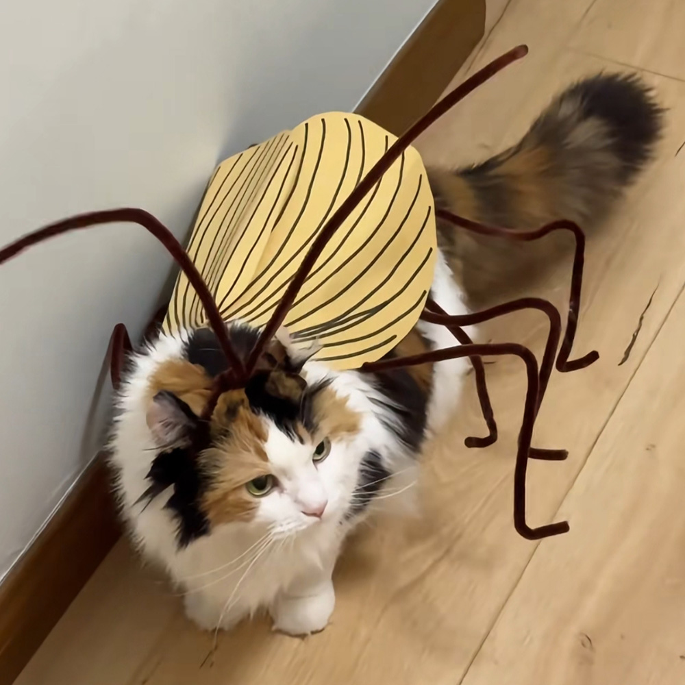 고양이 바퀴벌레 옷 만들기 DIY 강아지 웃긴 반려동물 의상 쓸데없는 선물 신박한 이미지 6