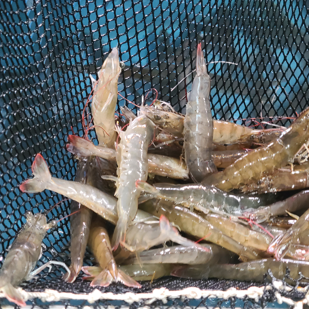 자연가득 횟감용 활 흰다리 새우 500g 23미내외 - 상세 이미지 5