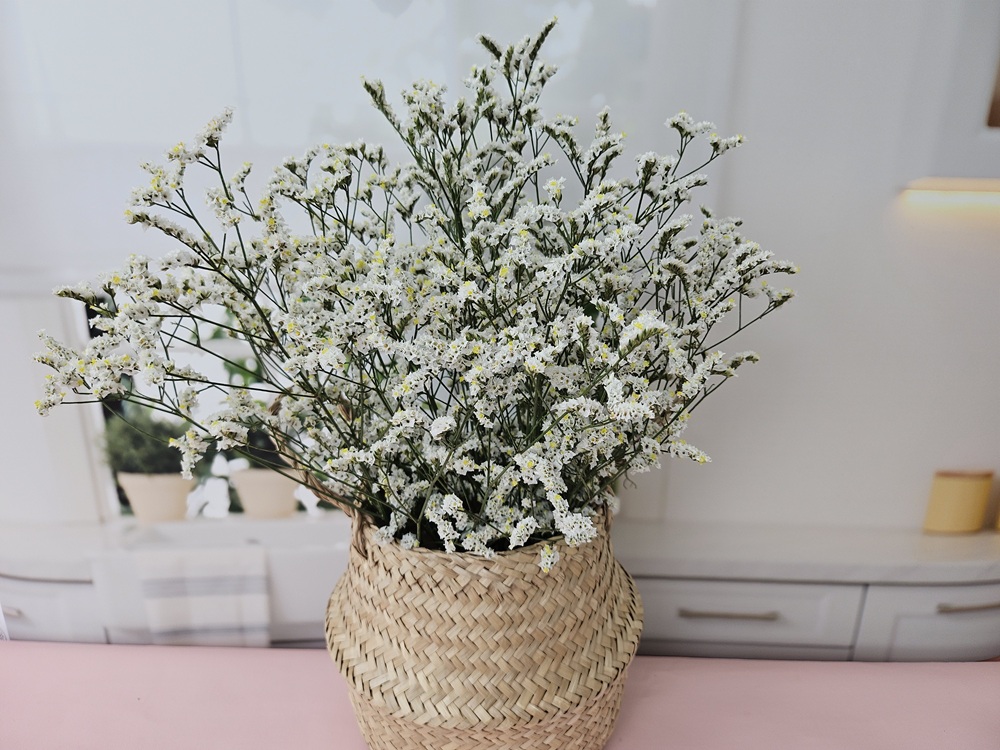 유스풀몰 시네신스 반단 색상랜덤 생화 꽃배달싼곳 꽃 화훼농가돕기 이미지 2