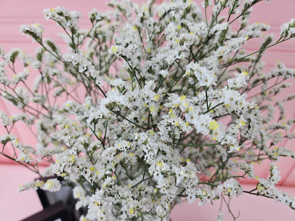 유스풀몰 시네신스 반단 색상랜덤 생화 꽃배달싼곳 꽃 화훼농가돕기 이미지 4