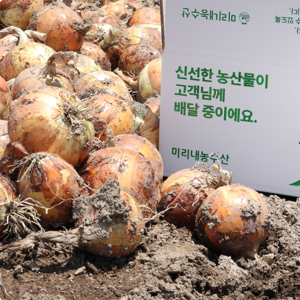 양파 깐양파 국내산 무안 햇양파 10kg 15kg 20kg - 상세 이미지 3