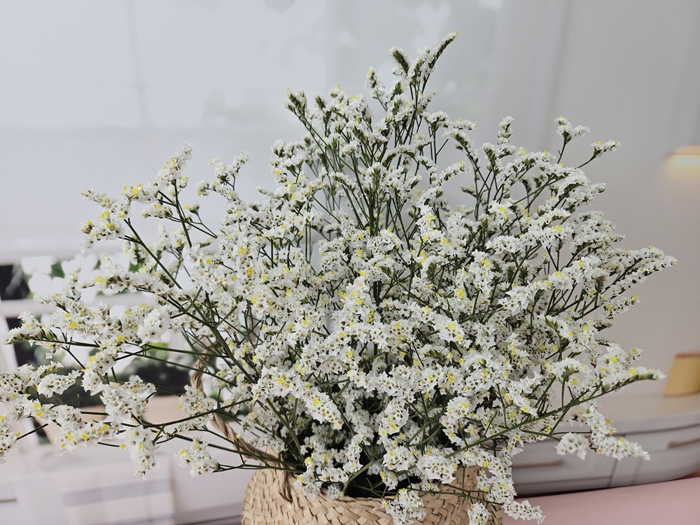 유스풀몰 시네신스 반단 색상랜덤 생화 꽃배달싼곳 꽃 화훼농가돕기 이미지 3