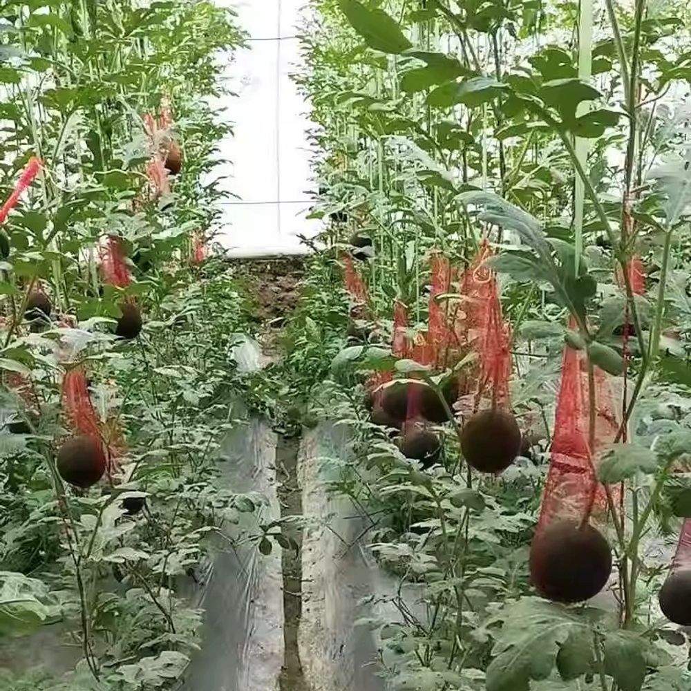 수박망 애플수박 멜론 보호망 호박 빨간색 이하 A. 로프가 들어간 굵은 면35cm100개 - 상세 이미지 4