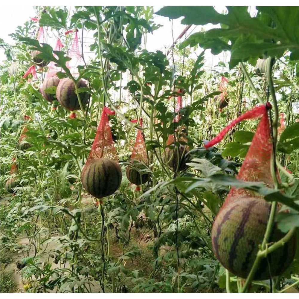 수박망 애플수박 멜론 보호망 호박 빨간색 이하 A. 로프가 들어간 굵은 면35cm100개 - 상품 이미지