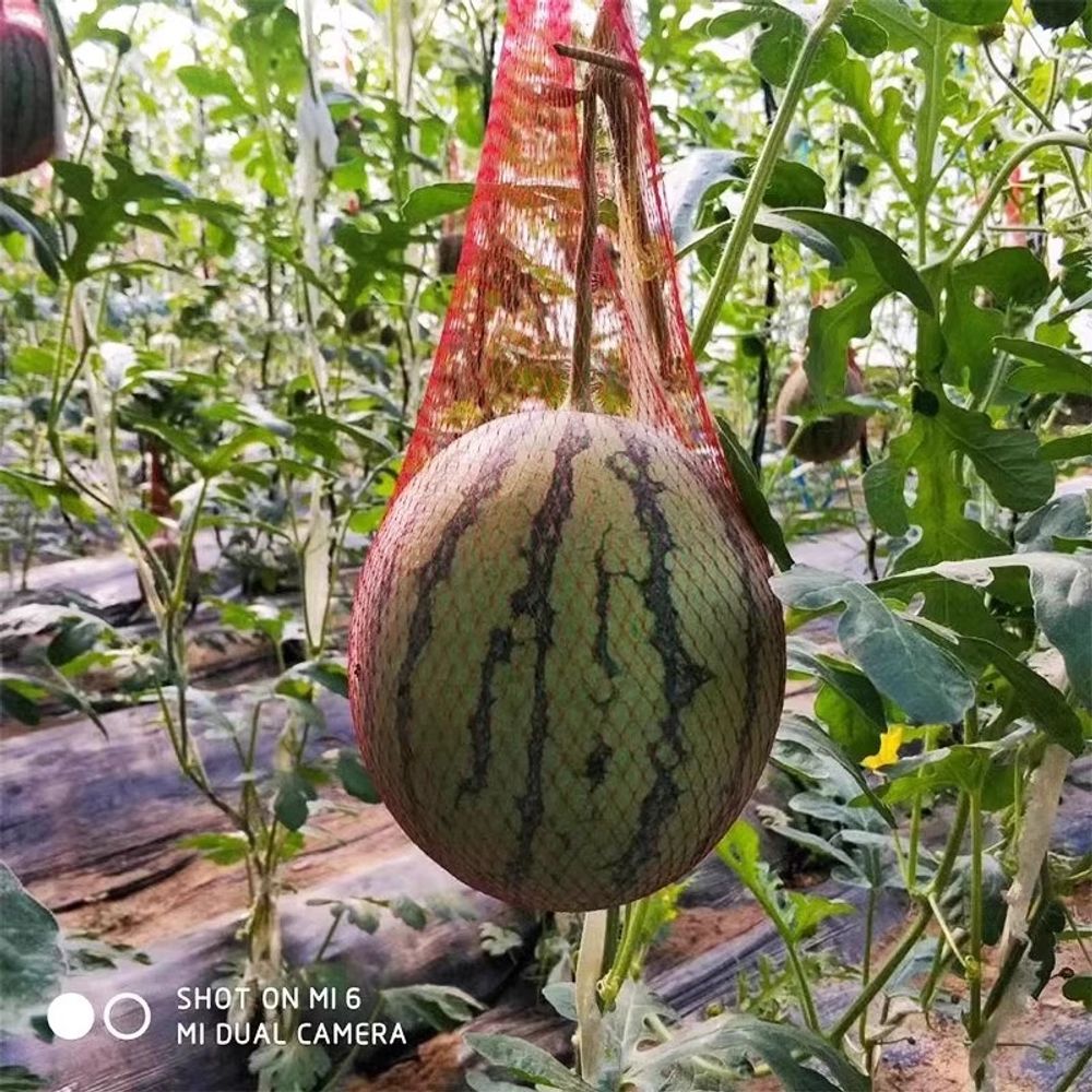 수박망 애플수박 멜론 보호망 호박 빨간색 이하 A. 로프가 들어간 굵은 면35cm100개 이미지 6