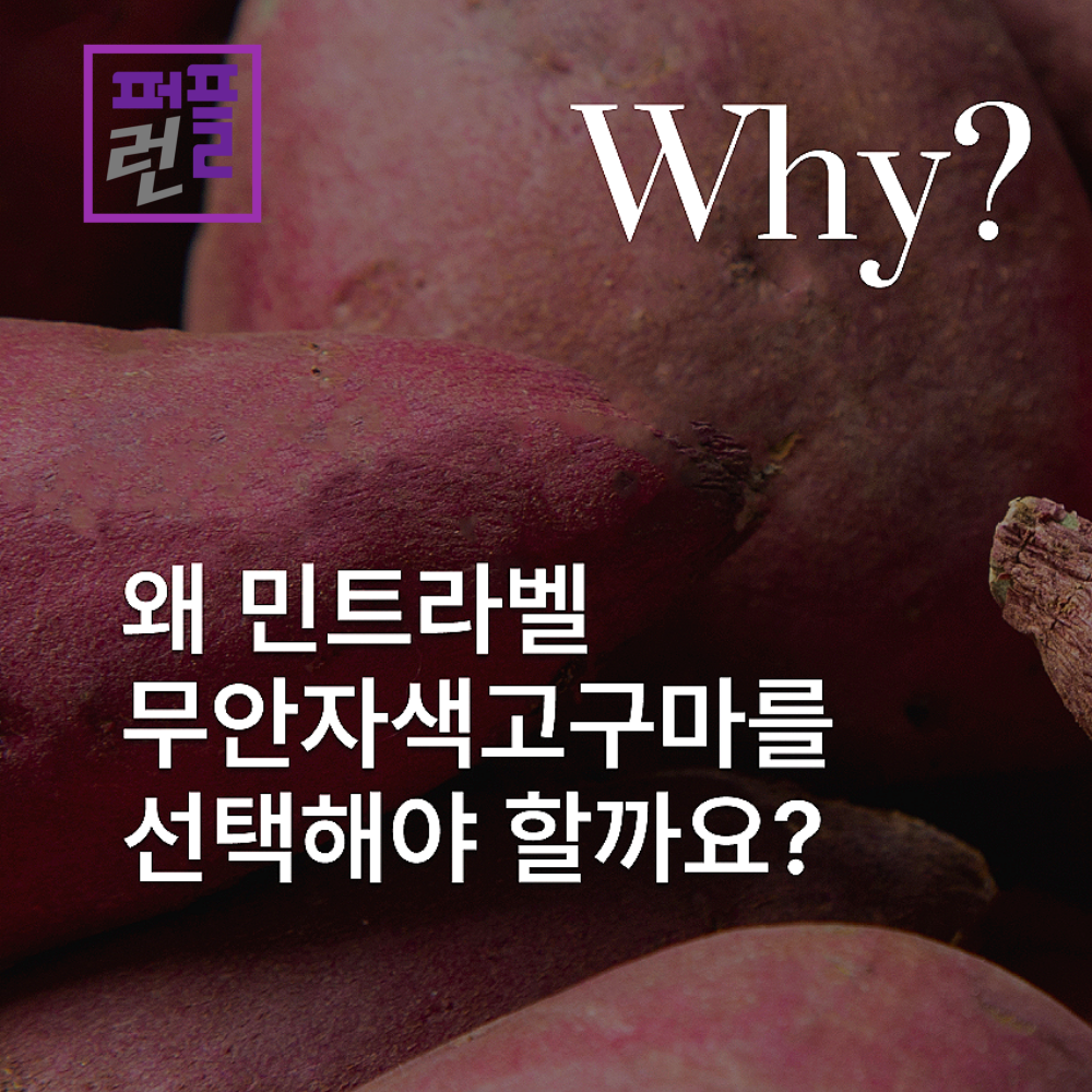 무안 자색고구마 라떼 파우더 민트라벨 800g x 2ea - 상세 이미지 3