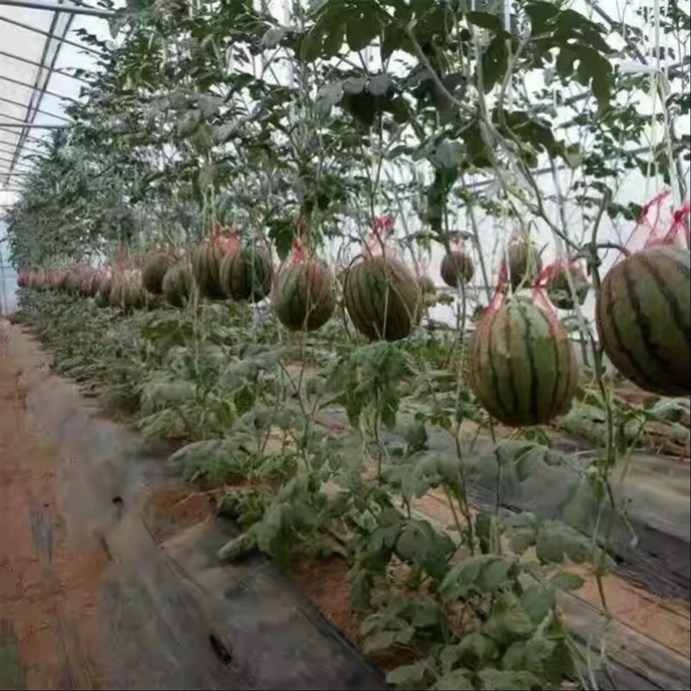 수박망 애플수박 멜론 보호망 호박 빨간색 이하 A. 로프가 들어간 굵은 면35cm100개 - 상세 이미지 3