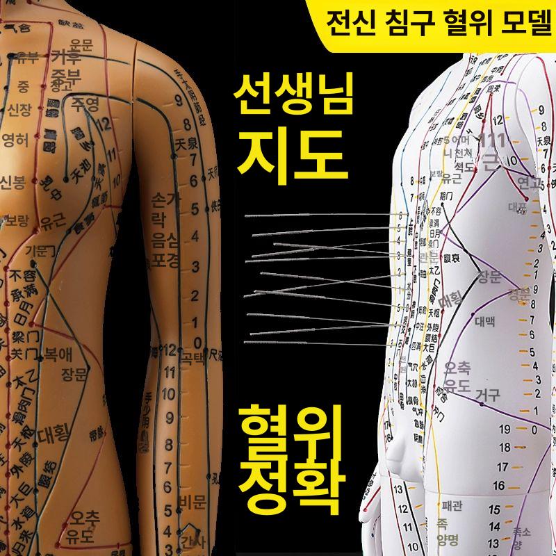 혈자리 인체모형 골격근 전신 한의학 골격 교구 동색 컬러 하드형 54cm 팔 회전 숫자 A - 상세 이미지 4
