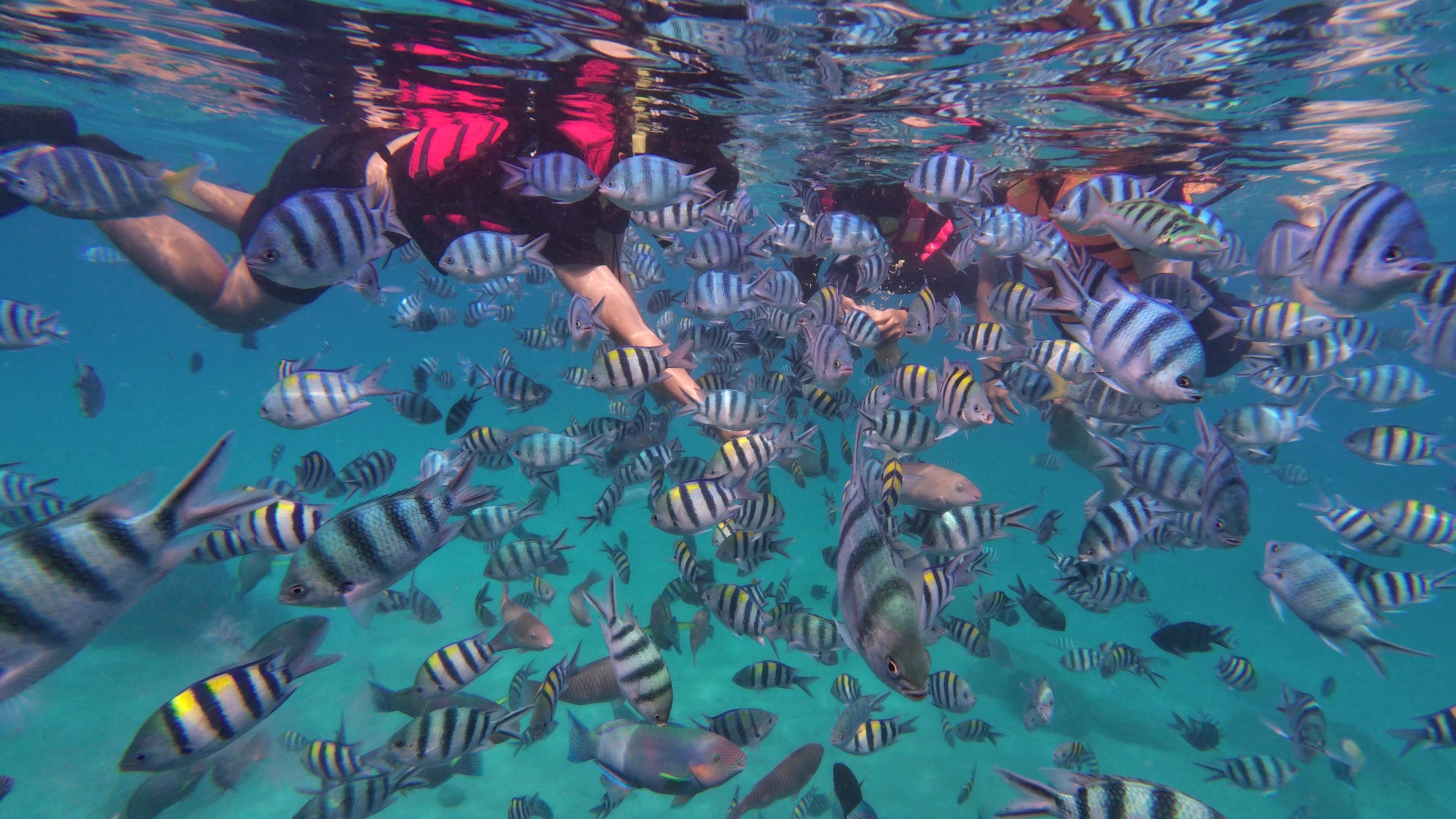 나트랑 호핑투어 어메이징 스노쿨링 픽업샌딩포함