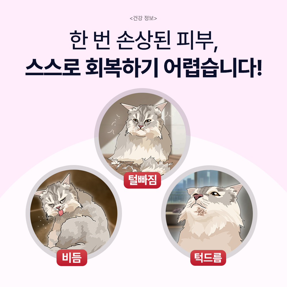 닥터바이 캣실크더마 고양이 피부 영양제 비듬 털빠짐 턱드름 관리 30포, 1개 - 상세 이미지 5