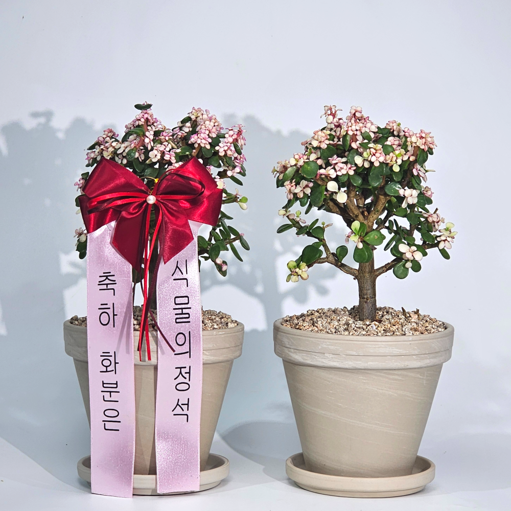 식물의정석 독일토분 완제품 축하 개업 승진 선물 화분 은행목