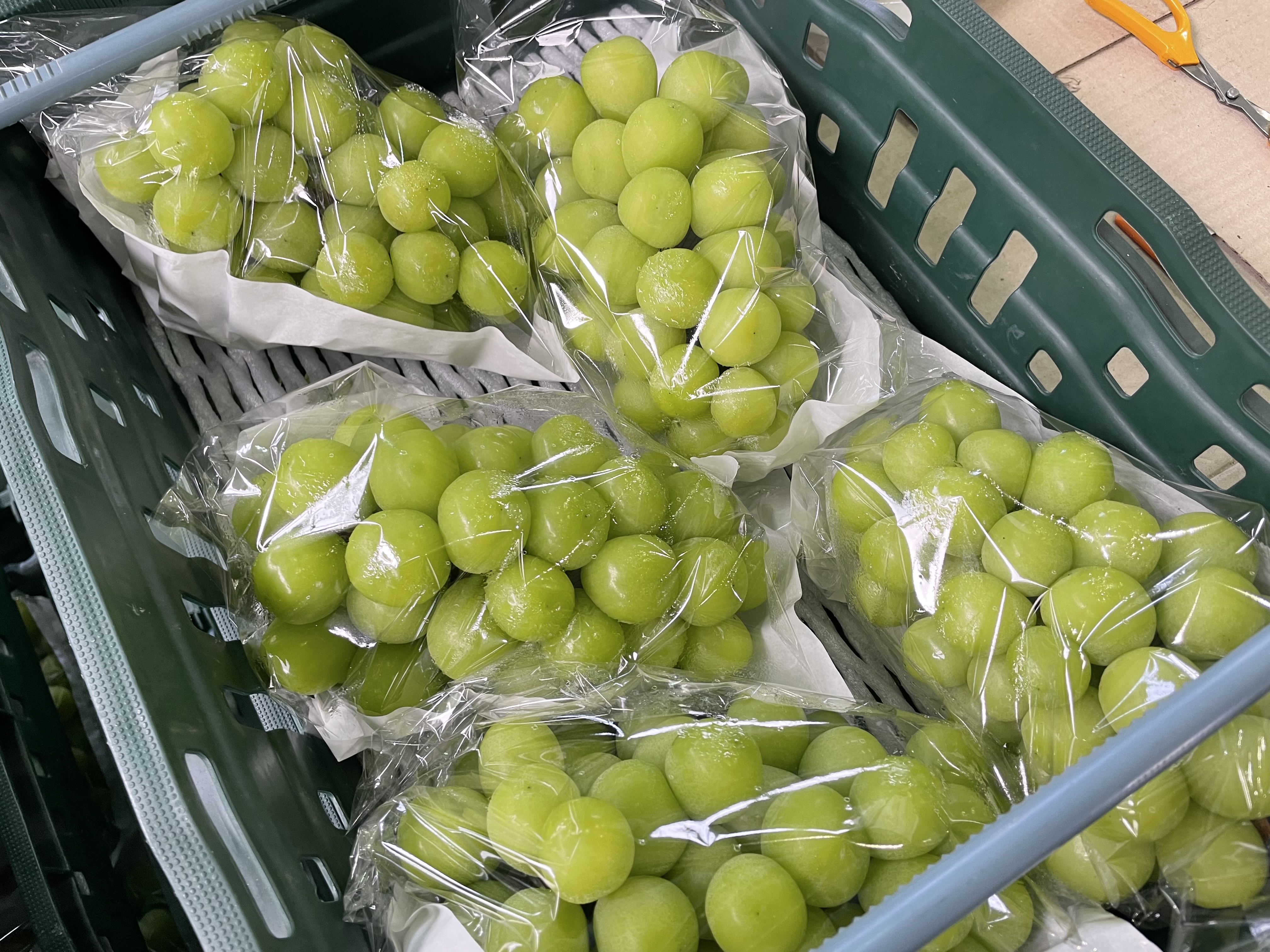 샤인머스캣 포도 2kg 고당도 씨없는 국내산 백화점 납품 산지직송 당일수확