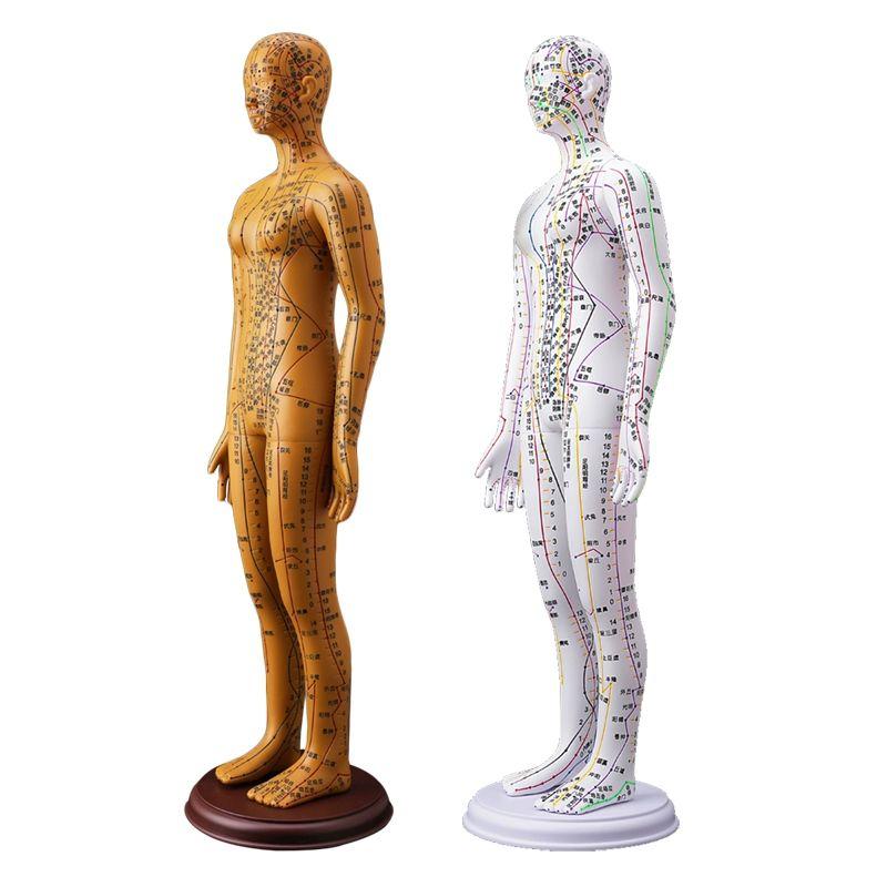 혈자리 인체모형 골격근 전신 한의학 골격 교구 동색 컬러 하드형 54cm 팔 회전 숫자 A - 상품 이미지