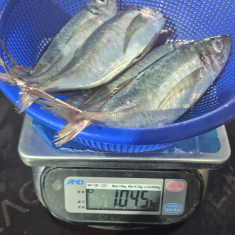자연가득 통영 생물 전갱이 아지 1kg 2-8미 내외 - 상세 이미지 4