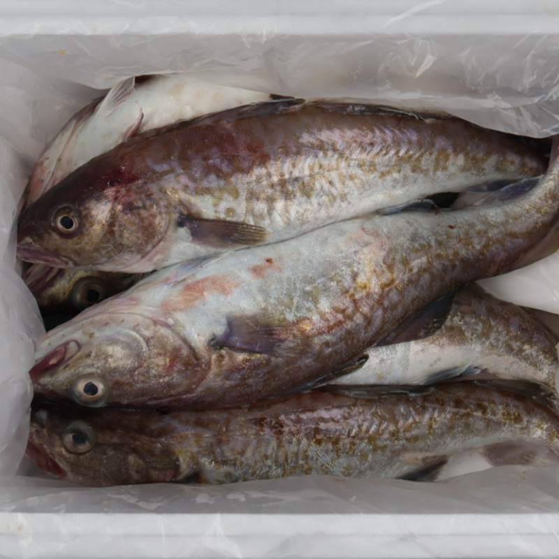 자연가득 국내산 생물 대구 3kg-6kg(2-6미) - 상세 이미지 3