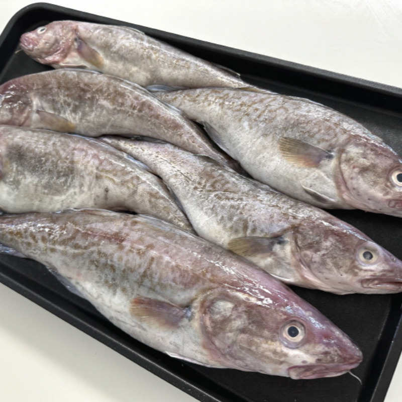 자연가득 국내산 생물 대구 3kg-6kg(2-6미) - 상품 이미지