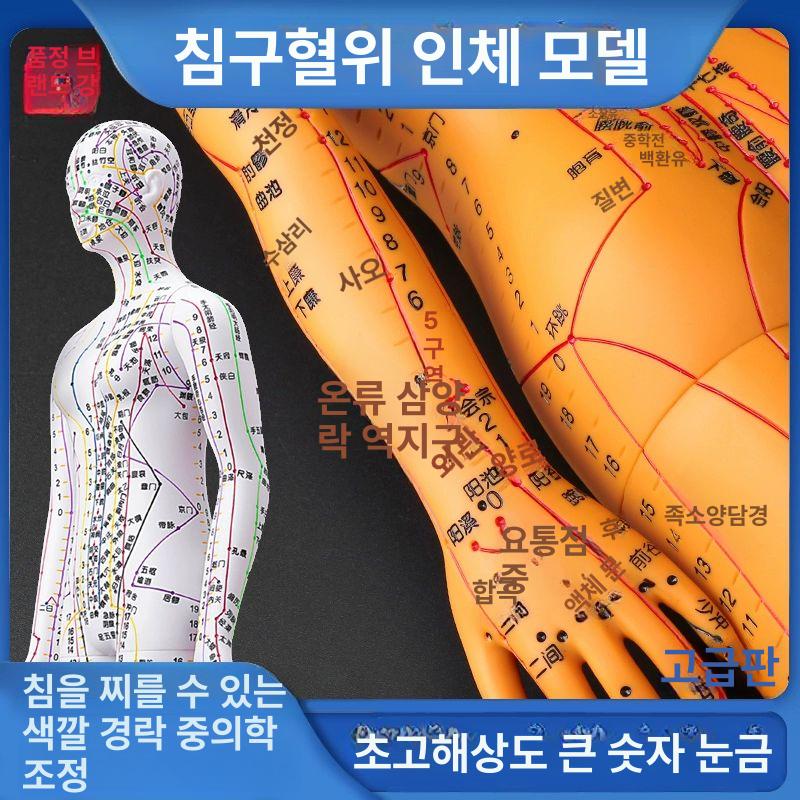 혈자리 인체모형 골격근 전신 한의학 골격 교구 동색 컬러 하드형 54cm 팔 회전 숫자 A - 상세 이미지 2