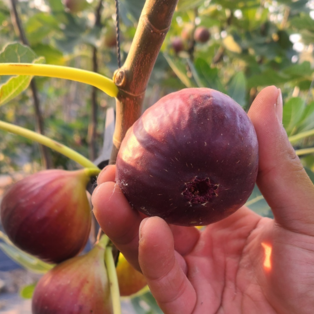 당일수확 햇 무화과 생과 gap 청 홍무화과