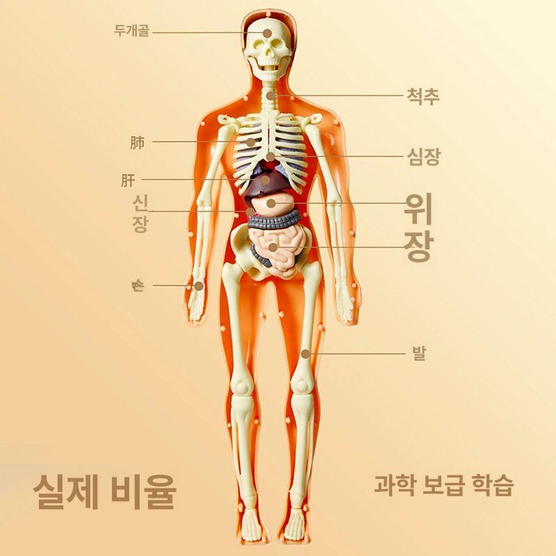 사람인체 3d 미니어쳐 장기모형 생물학 야광형-인체 모델 - 상세 이미지 3
