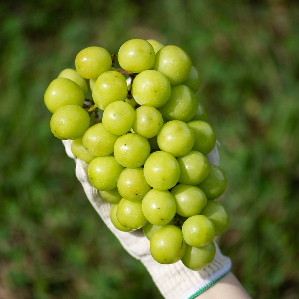 고당도 샤인머스켓 망고포도 청포도