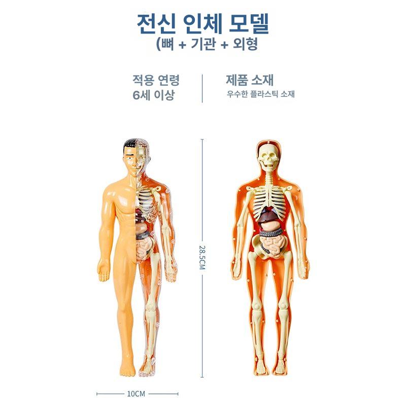 사람인체 3d 미니어쳐 장기모형 생물학 야광형-인체 모델 - 상세 이미지 5