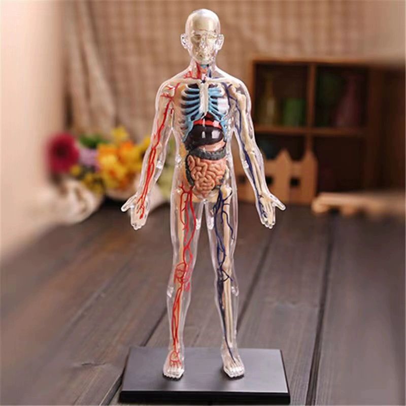 사람인체 3d 미니어쳐 장기모형 생물학 야광형-인체 모델 - 상품 이미지