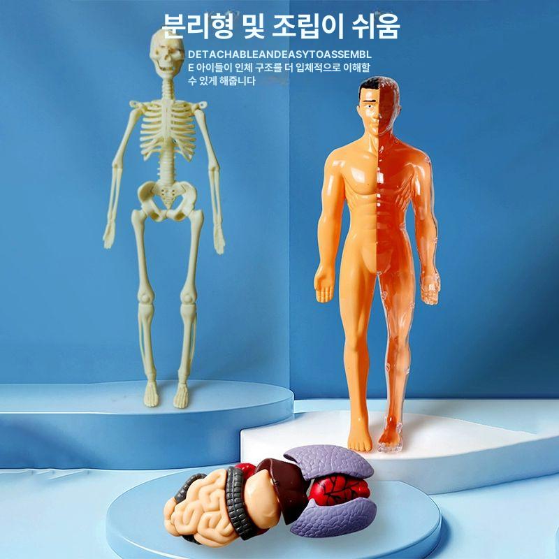 사람인체 3d 미니어쳐 장기모형 생물학 야광형-인체 모델 - 상세 이미지 2