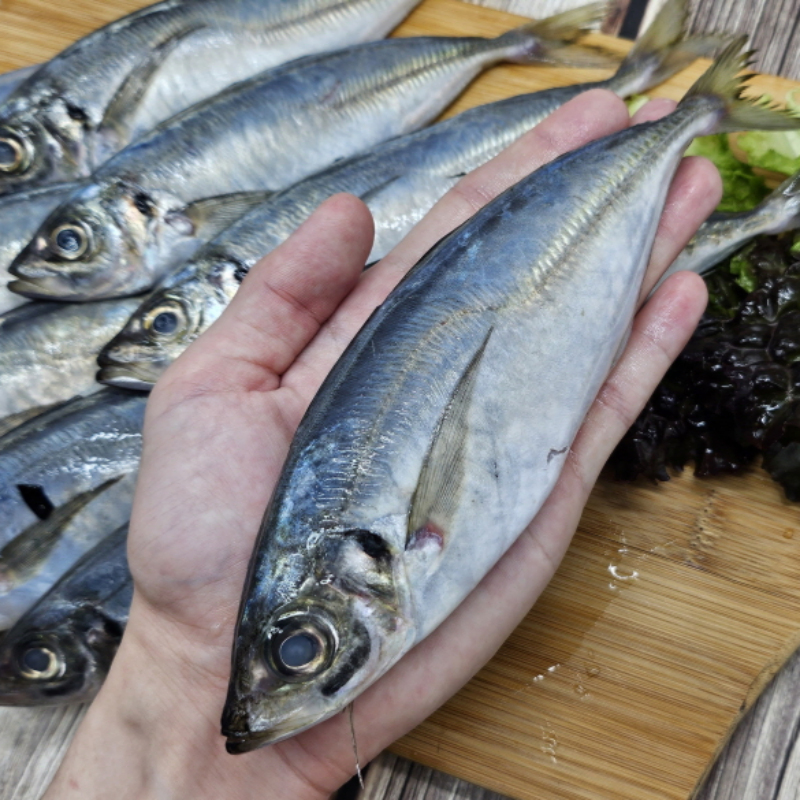 자연가득 통영 생물 전갱이 아지 1kg 2-8미 내외 - 상세 이미지 2