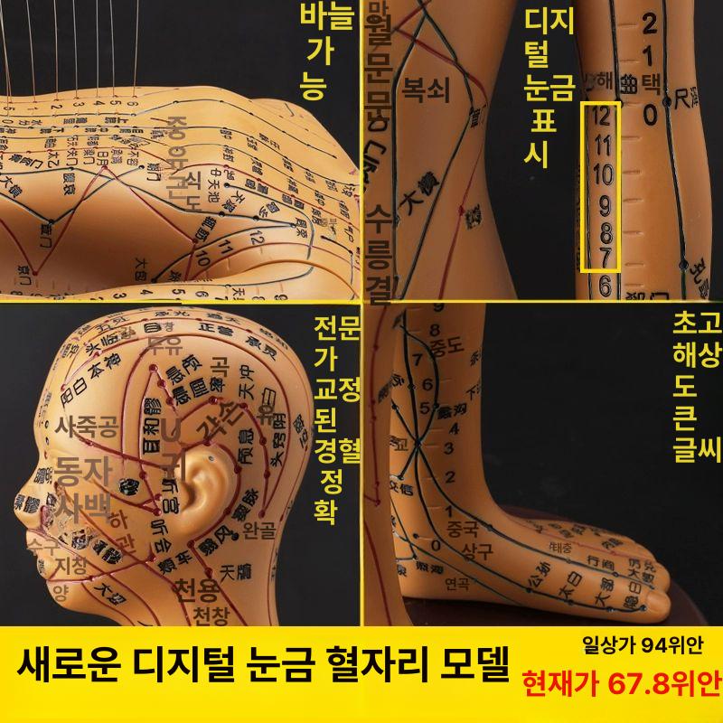 혈자리 인체모형 골격근 전신 한의학 골격 교구 동색 컬러 하드형 54cm 팔 회전 숫자 A - 상세 이미지 3