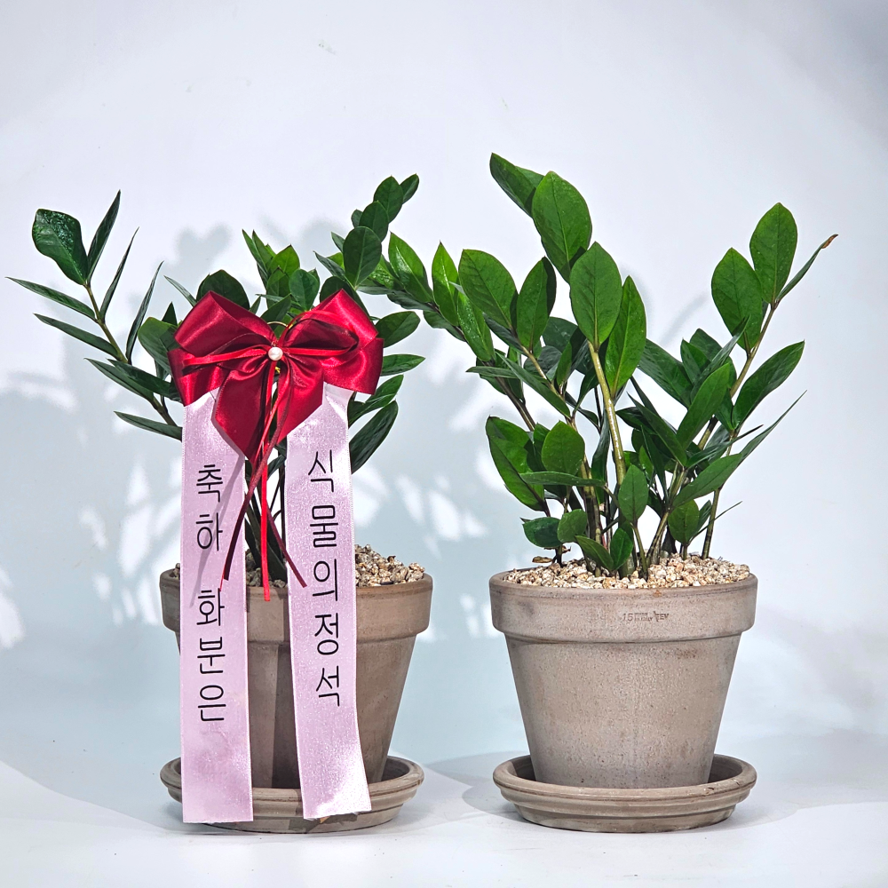 식물의정석 이태리토분 완제품 축하 개업 승진 선물 화분 금전수