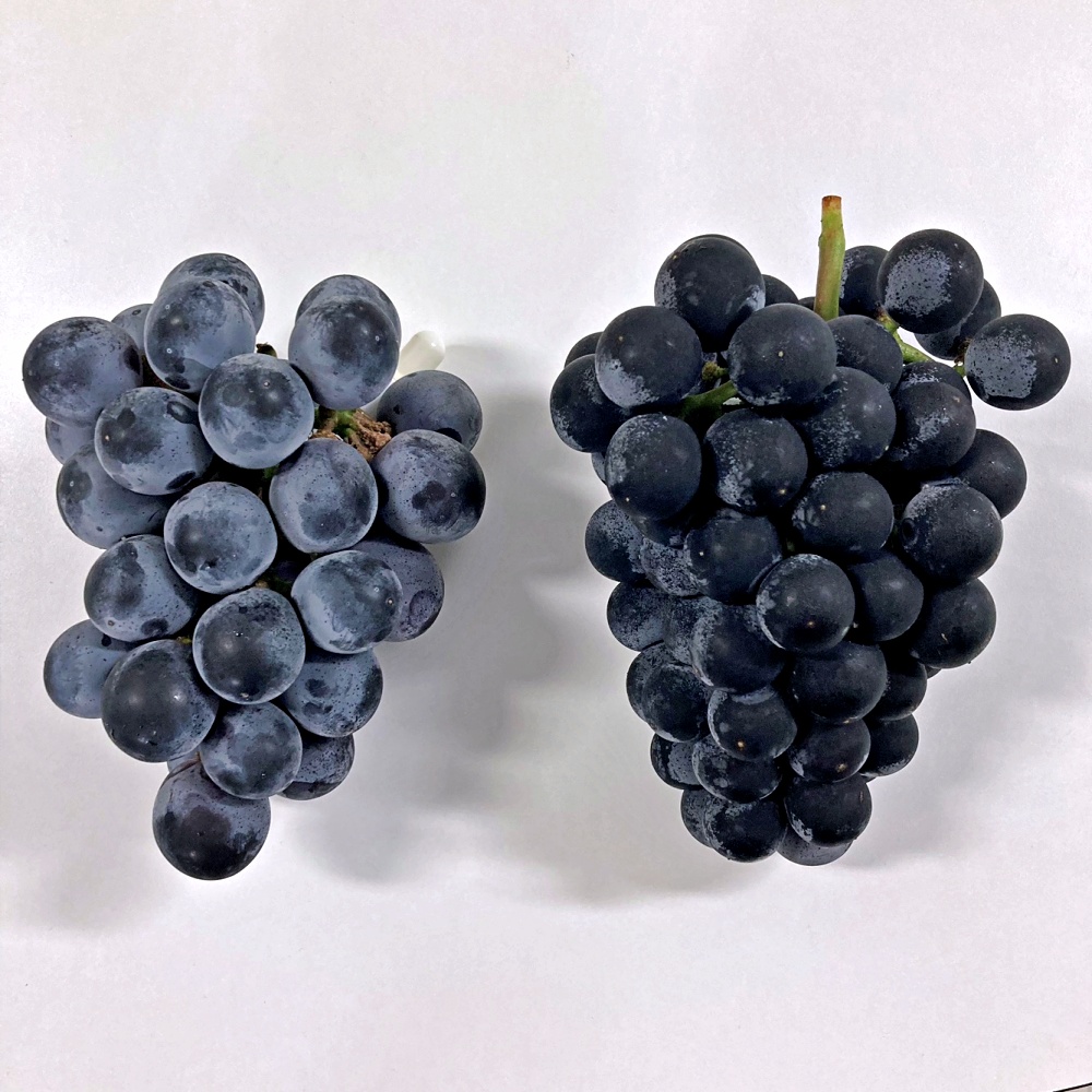 거봉 포도 1kg 2kg 국내산 영동 상주 김천 경산 - 상세 이미지 5
