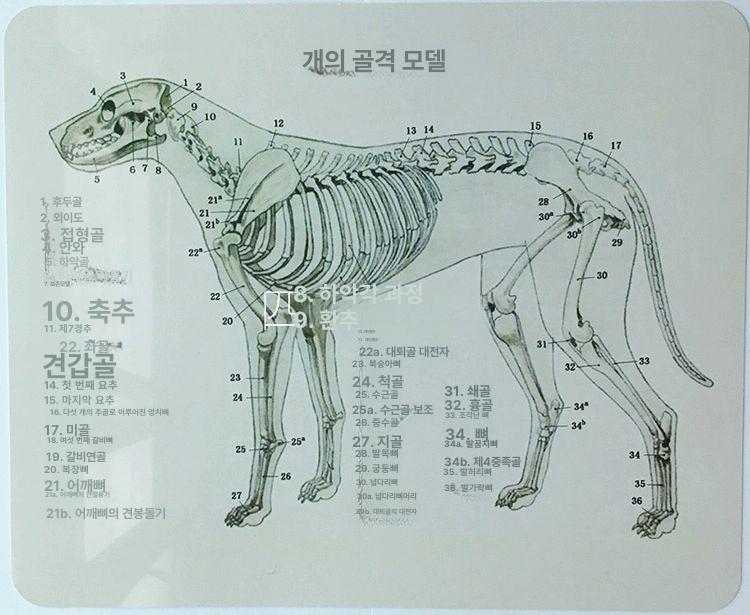 개 해부학 뼈 해부 강아지 교육용 수의사 돼지 동물병원 단일 항목 - 상세 이미지 5