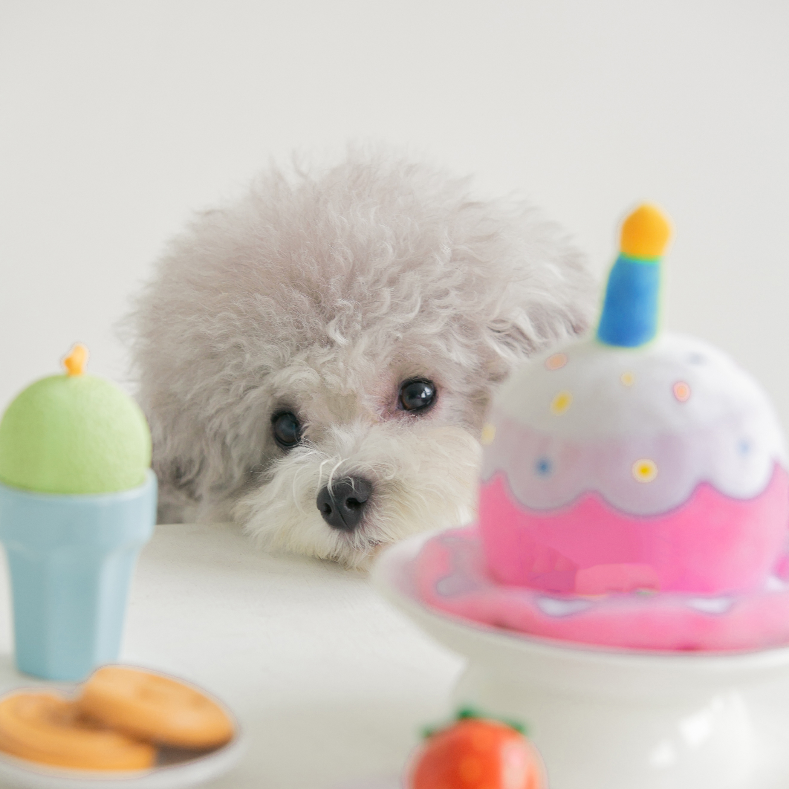 바잇미 강아지 생일모자 장난감 케이크 - 상세 이미지 3