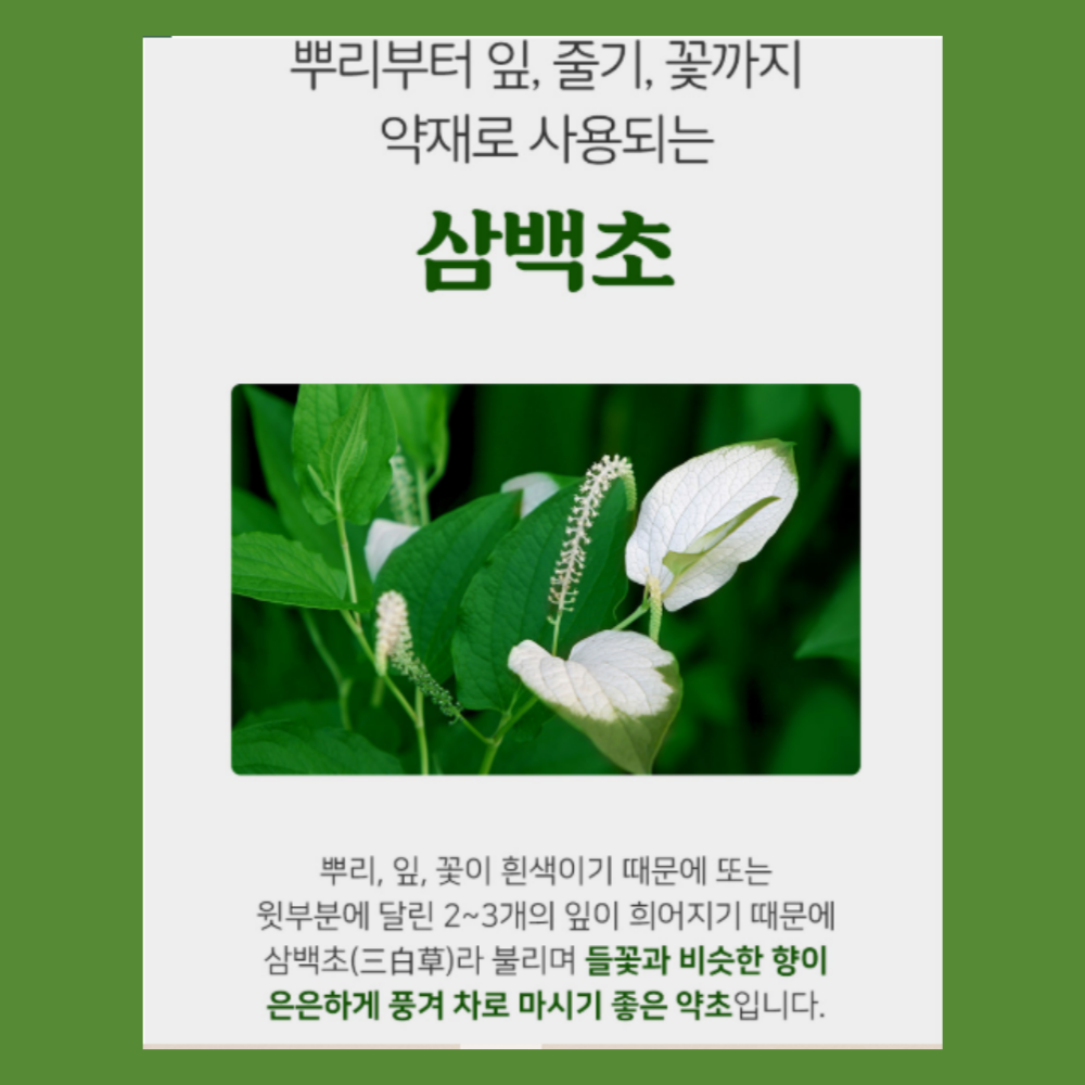 삼백초차 50티백3팩 100% 국산 삼백초 효능 - 상세 이미지 3