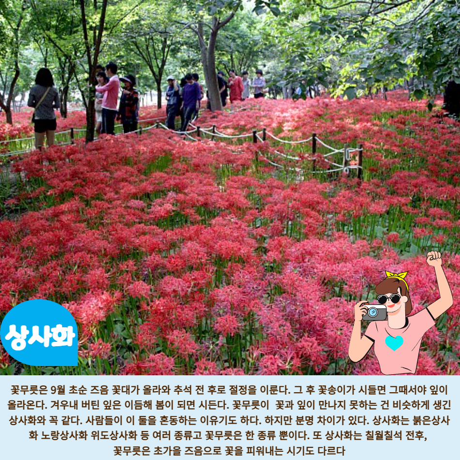 [가을버스여행] 불갑사 상사화 축제&고창 선운사&영광 굴비정식 - 상세 이미지 3