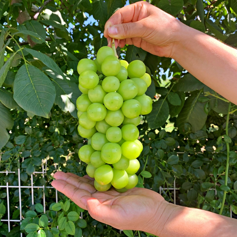 샤인머스켓 샤인머스캇 1kg 1.3kg 2kg 경산 산지직송 특품