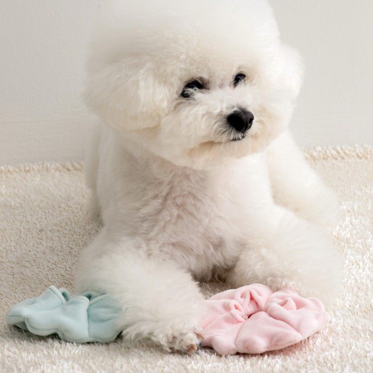 바잇미 오래 하는 노즈워크 넥카라 장난감 2개입 이미지 2