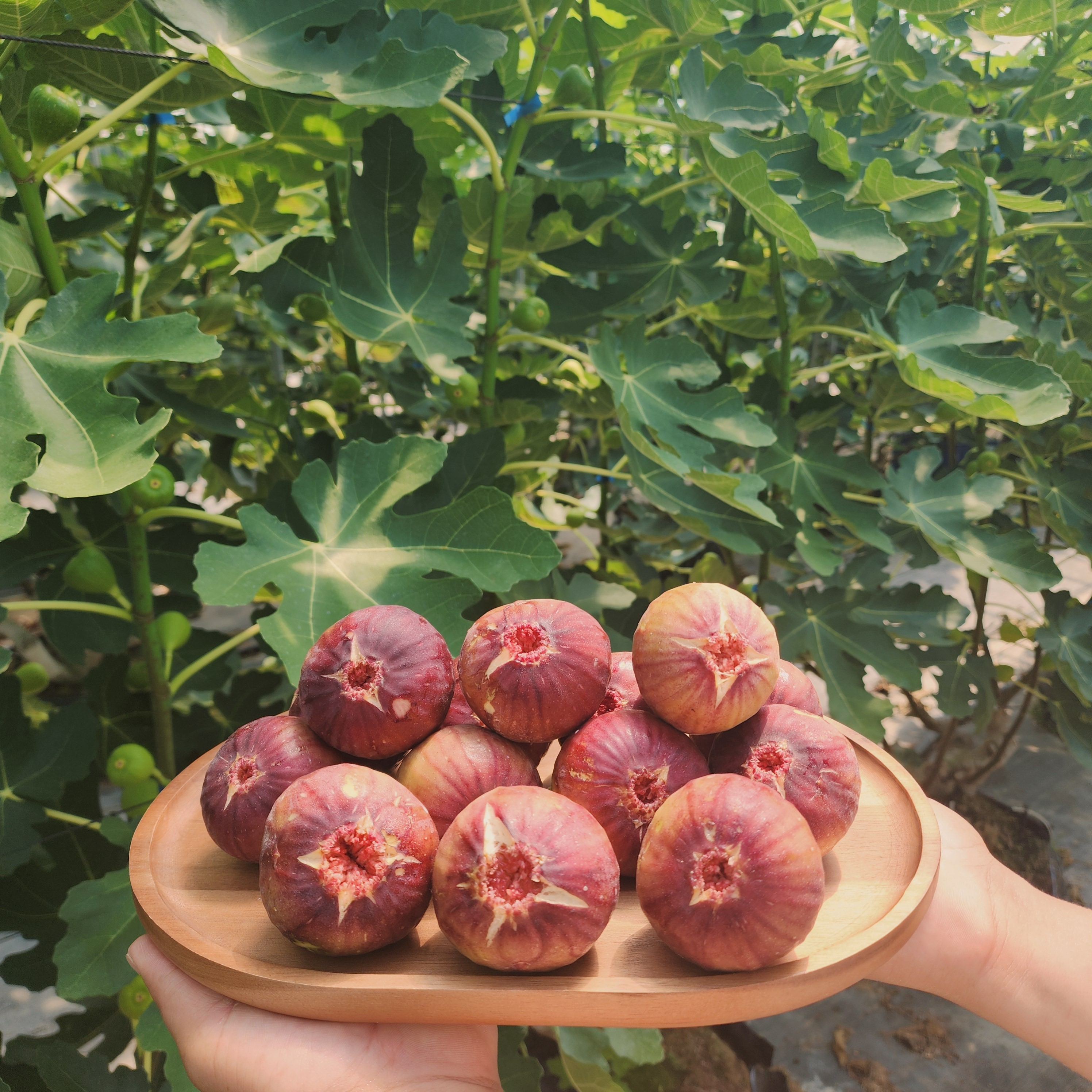 (산지직송)GAP당도높은 영암무화과 500g 1kg 2kg