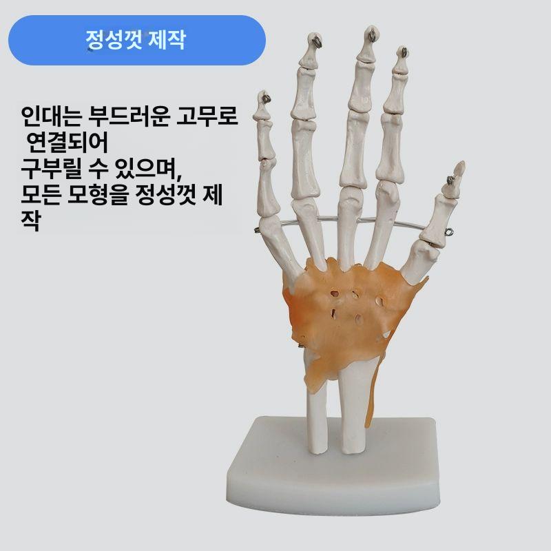 모형 인대 기자재 손목 실습 해부학 인체 인체 경추 모델 - 상세 이미지 5
