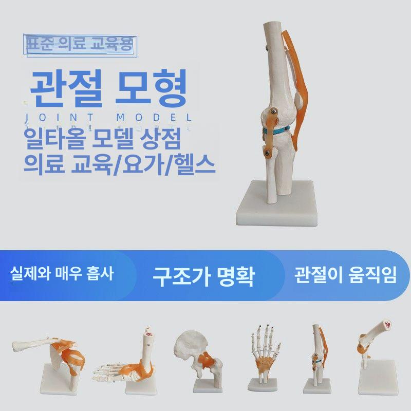 모형 인대 기자재 손목 실습 해부학 인체 인체 경추 모델 - 상세 이미지 2