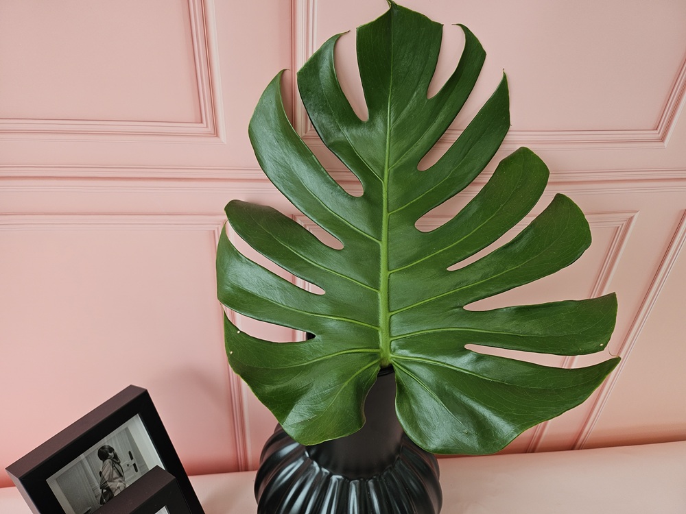 유스풀몰 몬스테라 1장 생화 꽃 택배 꽃배달 싼곳