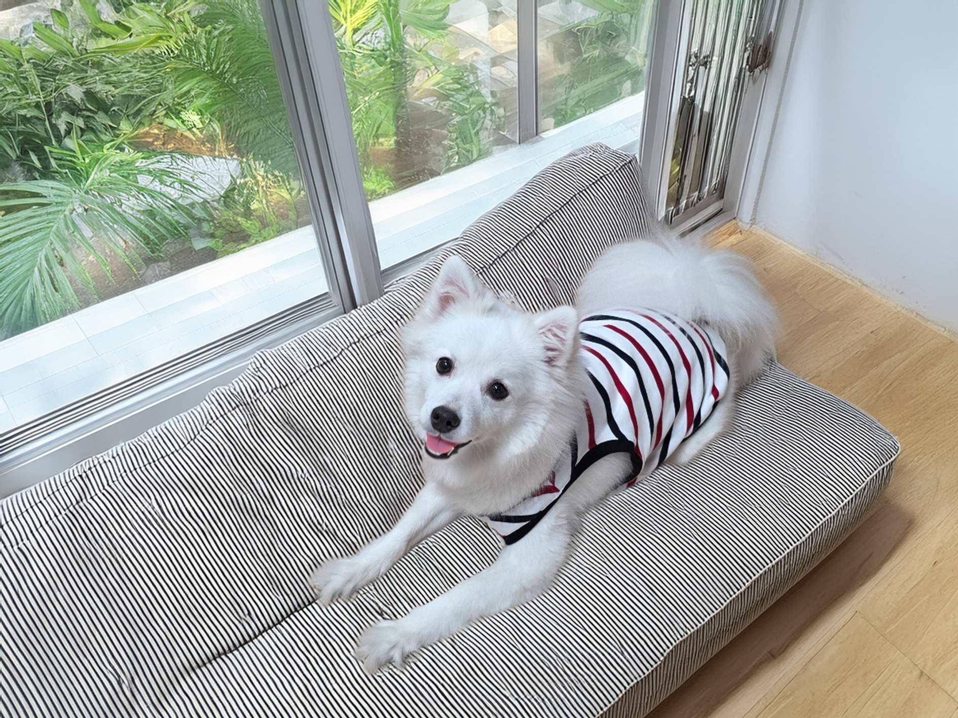 강아지 반려견 옷 여름 스트라이프 민소매 강아지 티셔츠 소형견 산책룩 - 상세 이미지 5