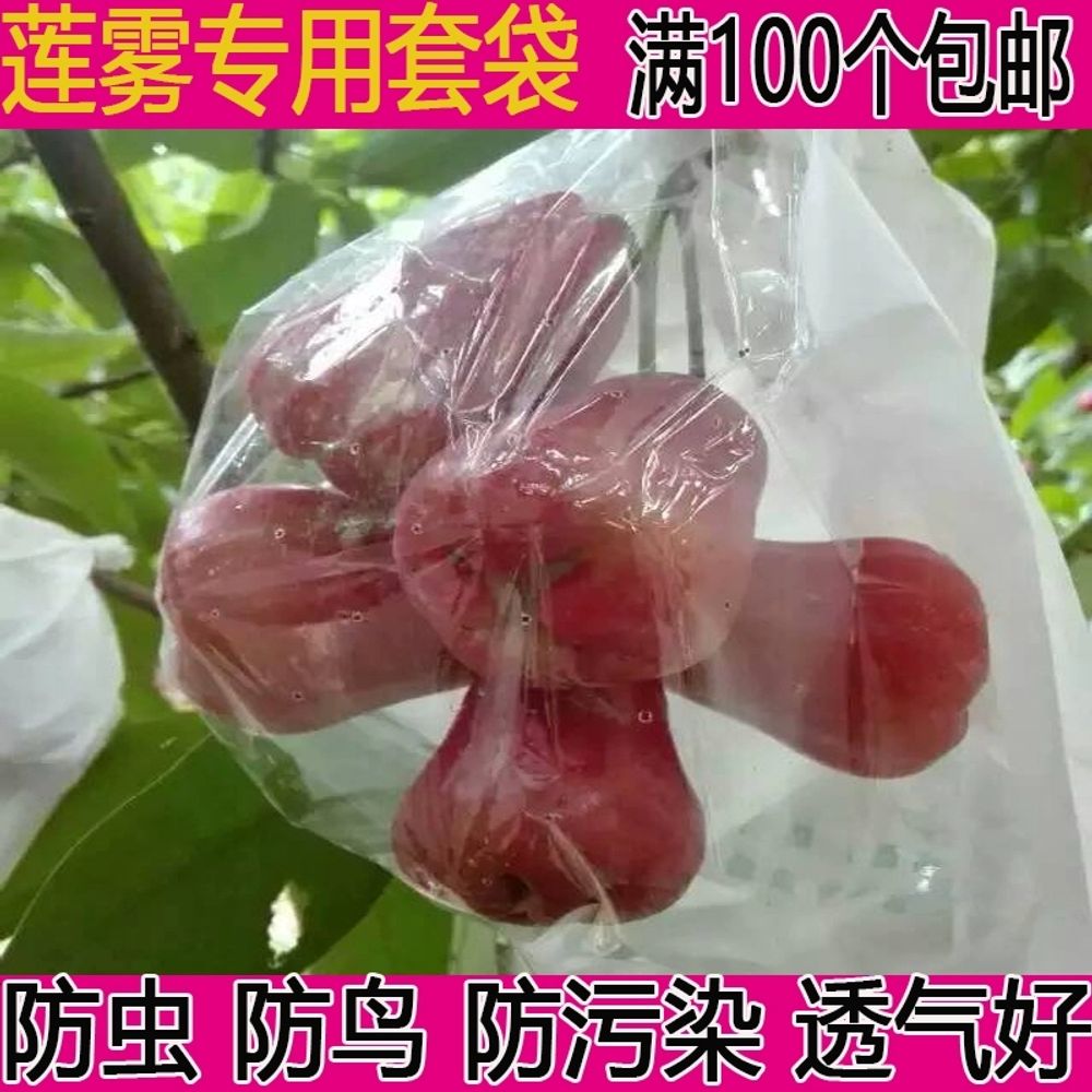 고급 과실 루비로망 과일 포도 투명봉지 재배 개 보호봉지 - 상세 이미지 2