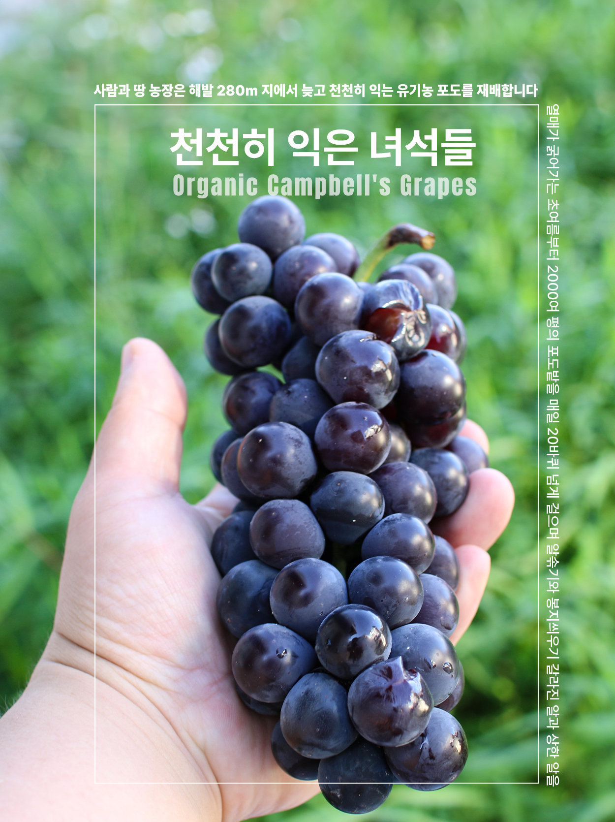 유기농 포도 캠벨 친환경 상주 사람과 땅농장 3k 이미지 8