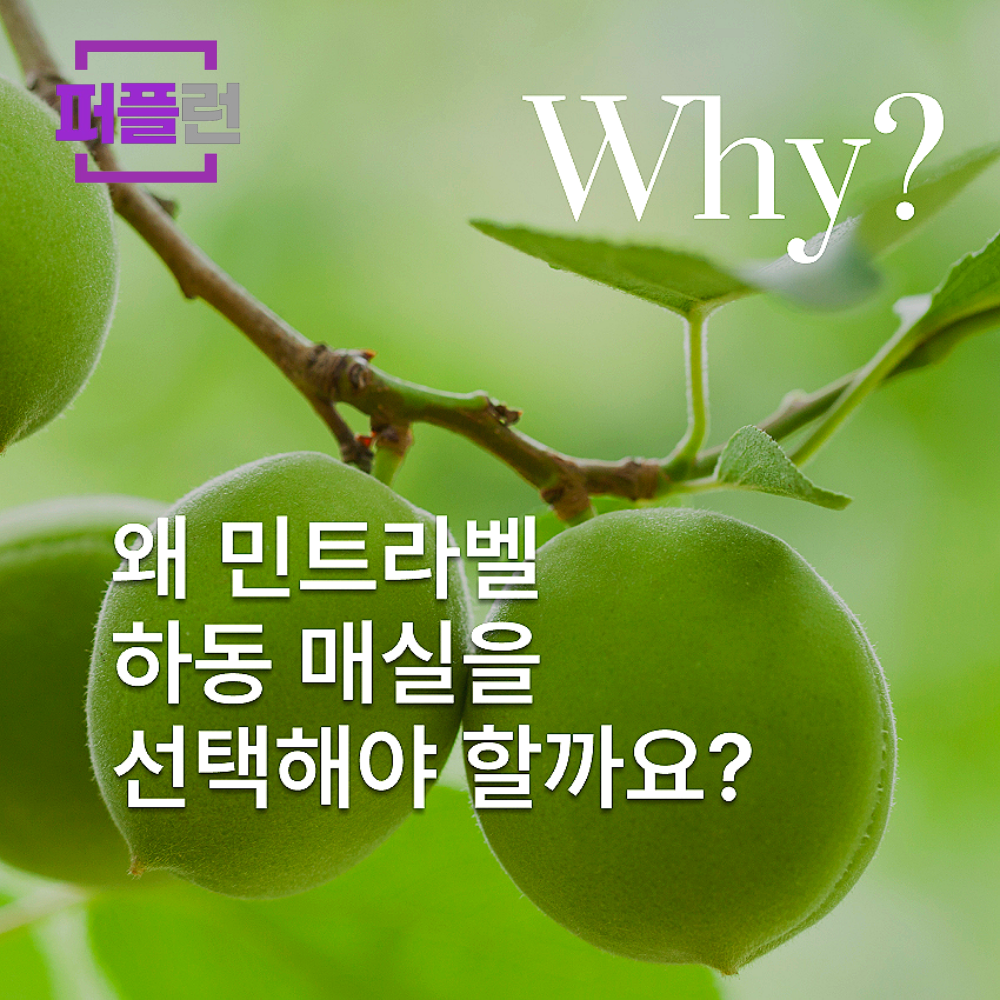 민트라벨 하동매실 파우더 800g - 상세 이미지 3