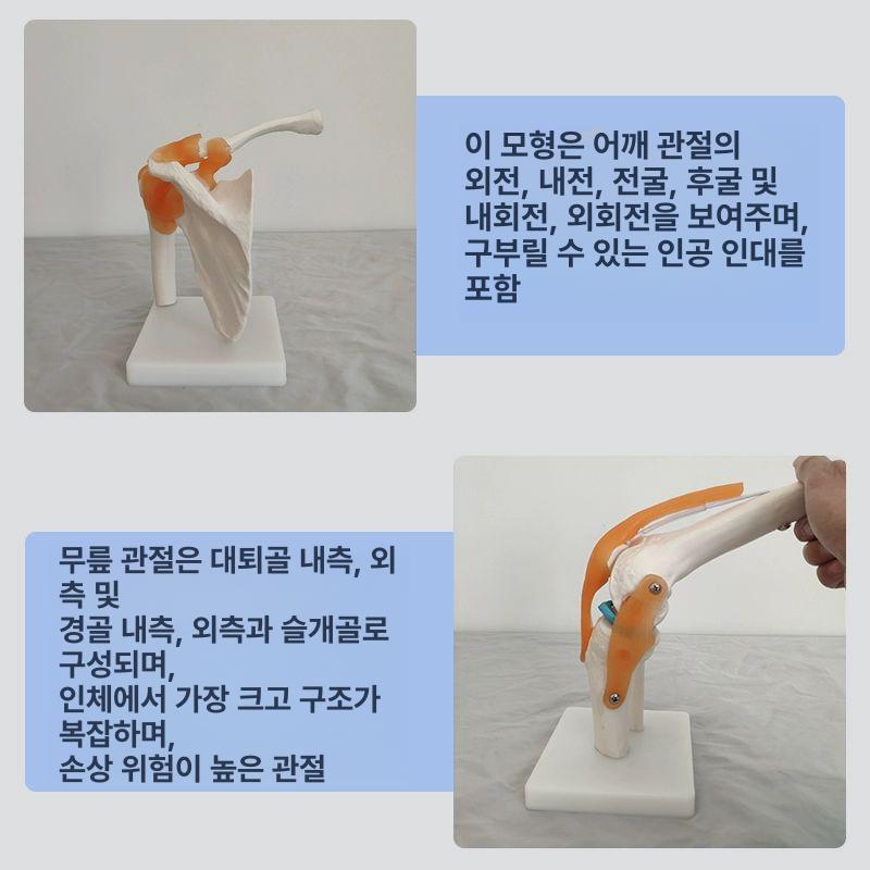 모형 인대 기자재 손목 실습 해부학 인체 인체 경추 모델 - 상세 이미지 3