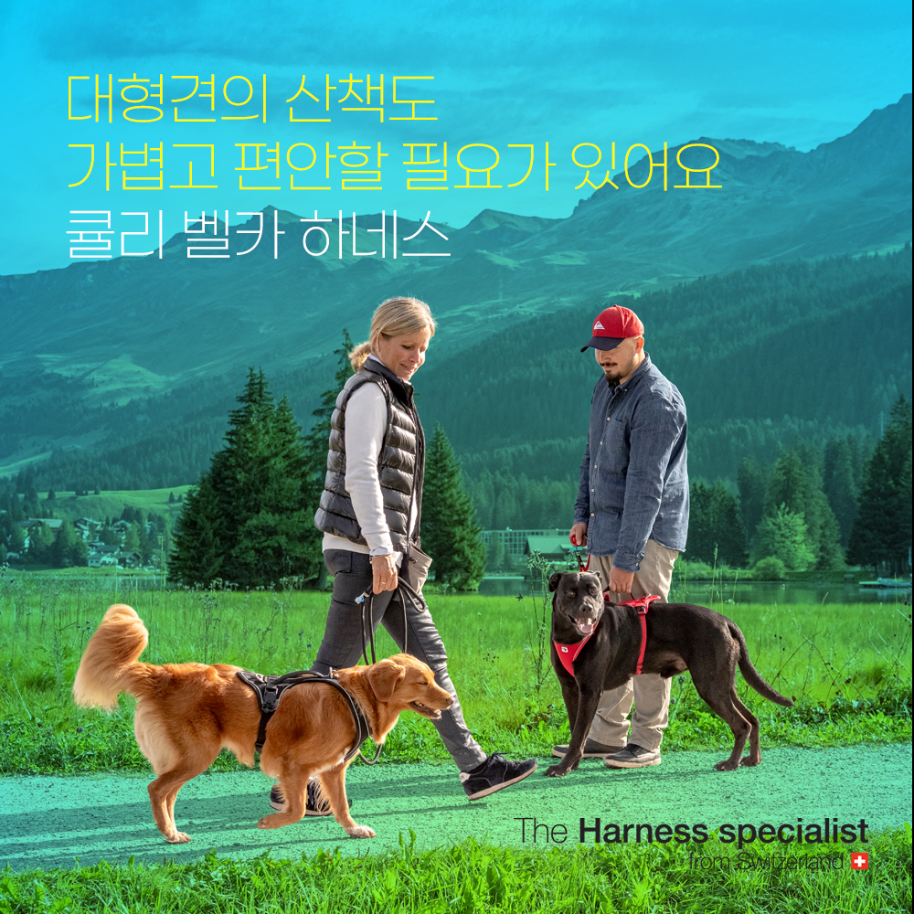 스위스 큘리 대형견 하네스 벨카 컴포트 레드, M-가슴둘레 66-70cm - 상세 이미지 2