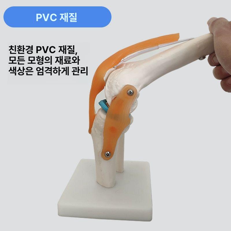 모형 인대 기자재 손목 실습 해부학 인체 인체 경추 모델 - 상세 이미지 4