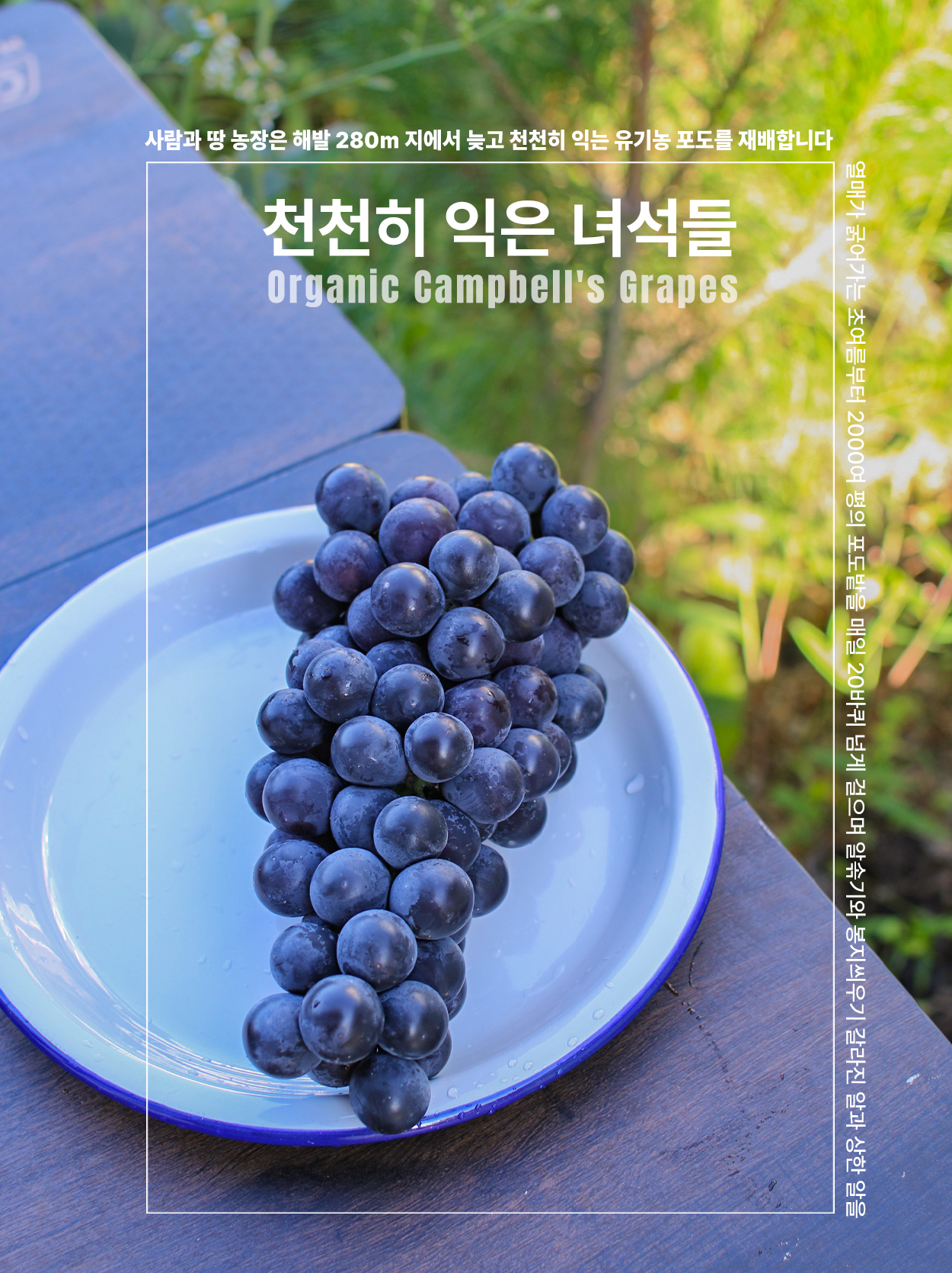 유기농 포도 캠벨 친환경 1.5k 상주 사람과 땅 농장 - 상세 이미지 5